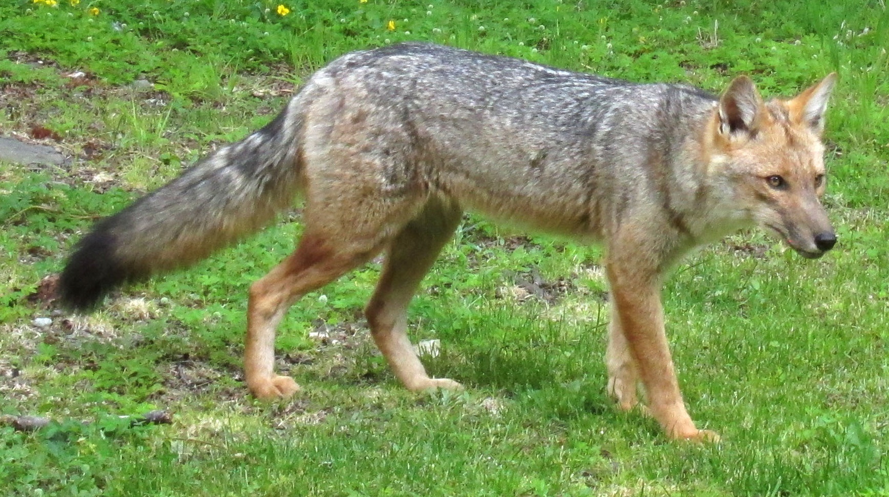 Андский волк