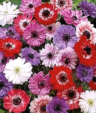 Anemone Coronaria Grup St Brigid