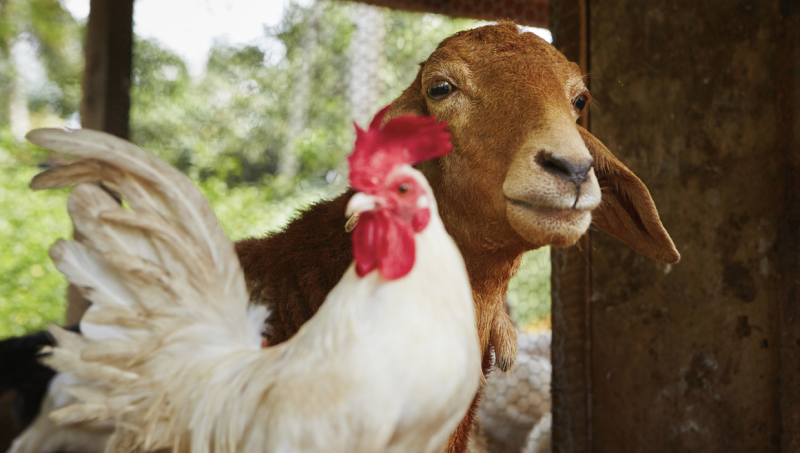 Creștere animale