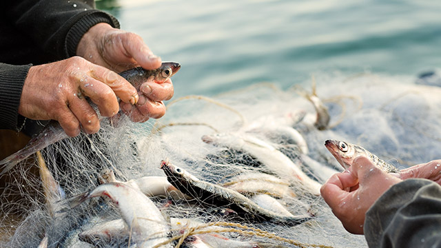 FISH, PROCESSING